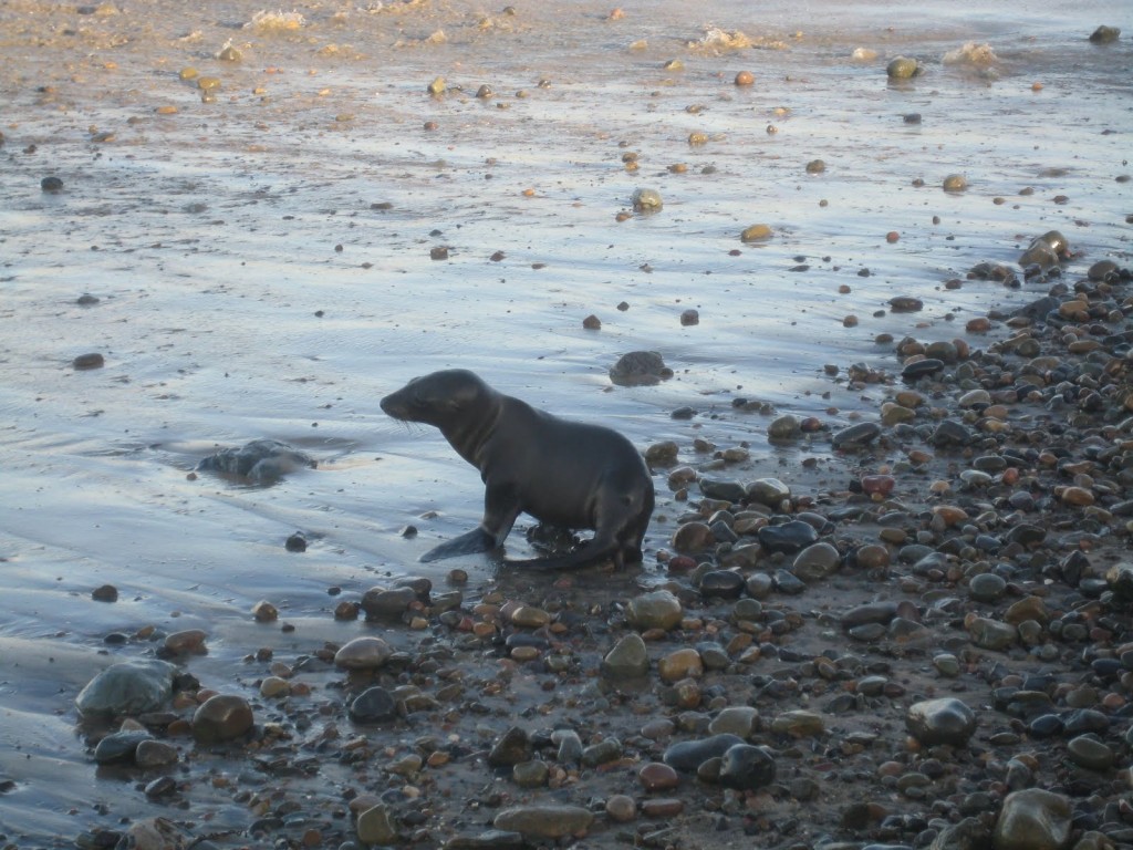 foca tijuana