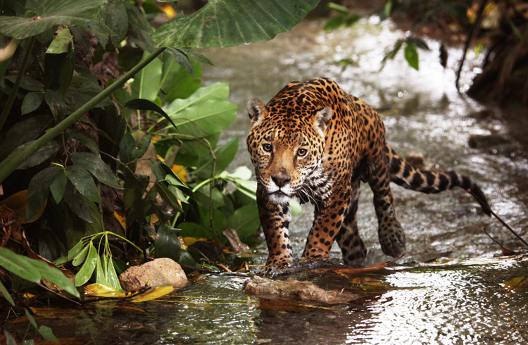 El Jaguar, corre peligro de desaparecer