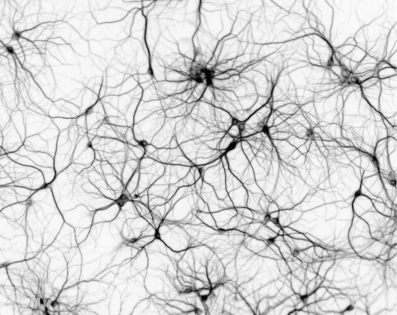 ¿Cómo se comunican las neuronas?