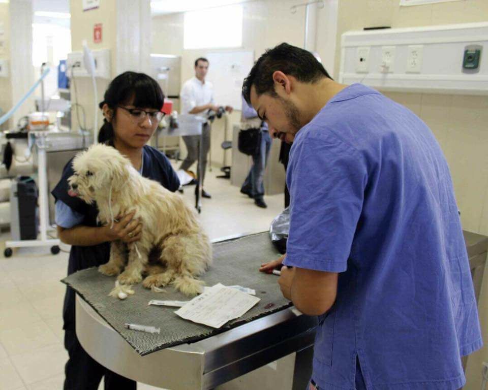 Gratis, vacunación antirrábica de mascotas